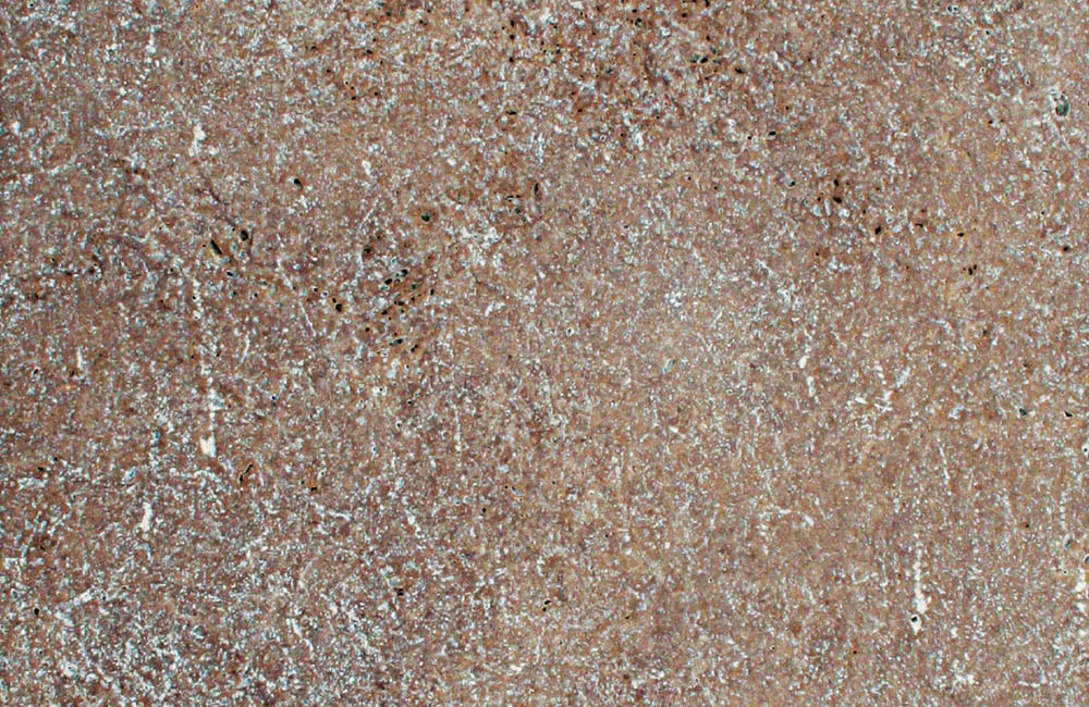 Noche natural stone