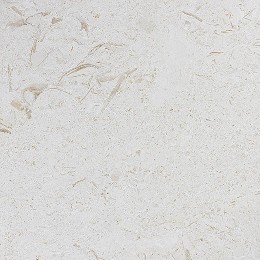 Seashell natural stone